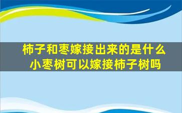 柿子和枣嫁接出来的是什么 小枣树可以嫁接柿子树吗